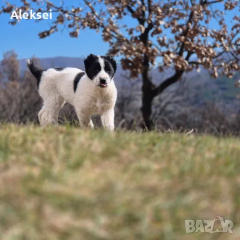 Средноазиатска овчарка–Алабай, снимка 4 - Средноазиатска овчарка - 48611649