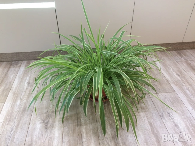 Драцена, хлорофитум, снимка 5 - Стайни растения - 51529901
