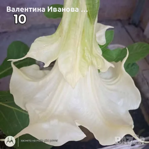 комплект 2 бр ангелски тромпет , снимка 10 - Разсади - 56475111