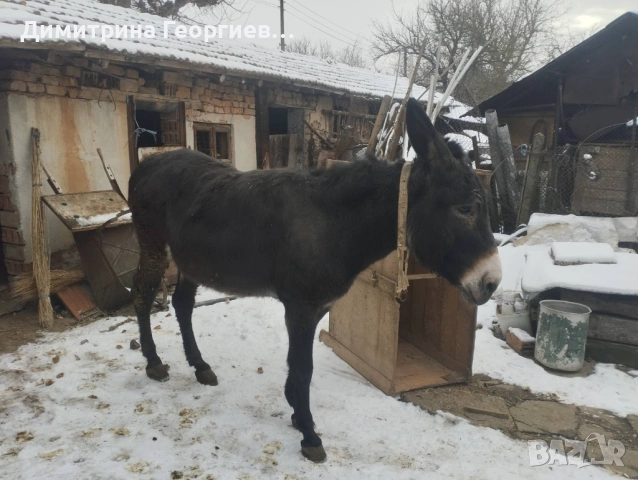 Продавам магаре, снимка 2 - Други - 53245802