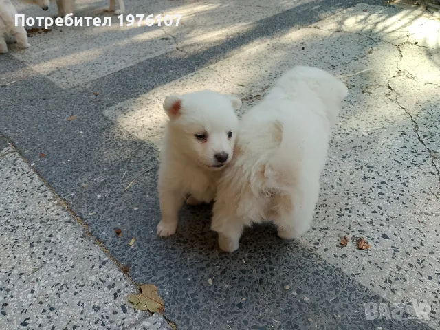 померан мини щпиц, снимка 6 - Померан - 56461325