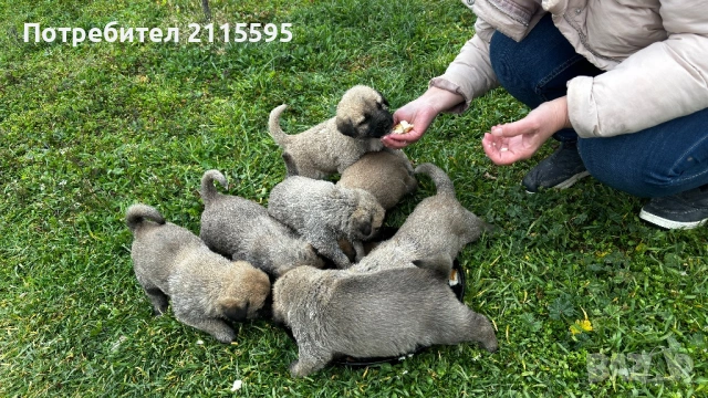 Продавам кангали, снимка 6 - Кангал - 53963577