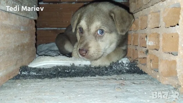 Продавам бебе кученце на 2 месеца! 🐶