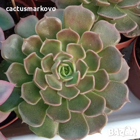 echeveria barown rose