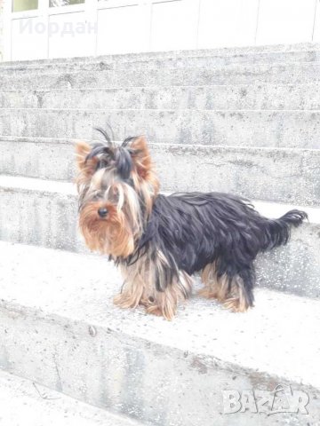 йорки / йоркита * Оферта* , снимка 16 - Йоркширски териер - 21710481