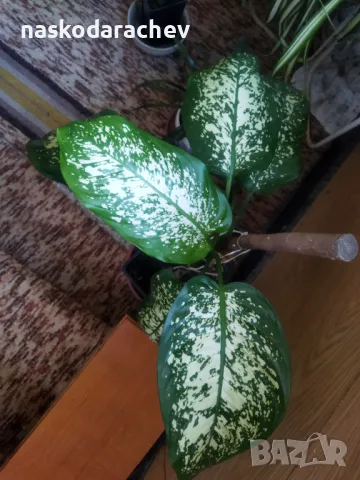 Дифенбахия стайно цвете , снимка 8 - Стайни растения - 48091588