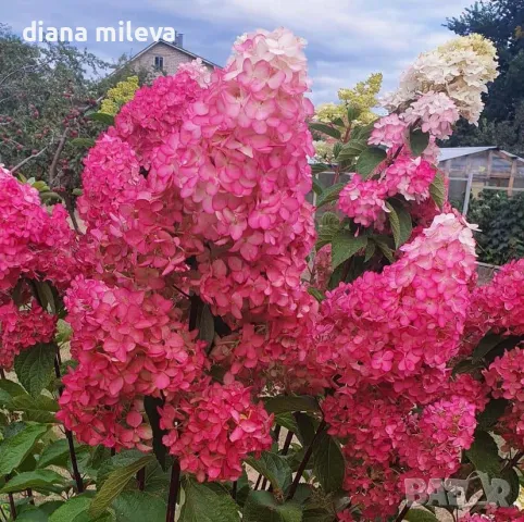 Хортензия Пиникулата Фрайз Мелба, Hydrangea pan.’Fraise melba’, снимка 3 - Градински цветя и растения - 46212244