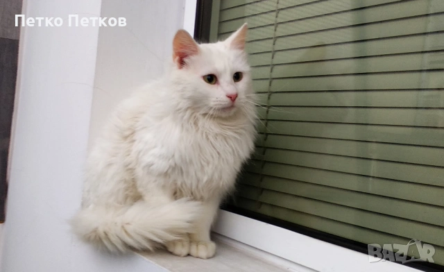 Подарявам бяло коте, снимка 6 - Други - 53061393