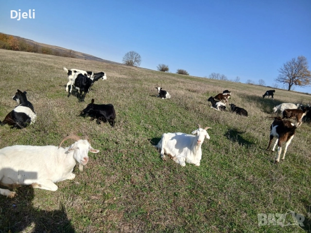 продавам кози и ярета, снимка 10 - Кози - 51835332
