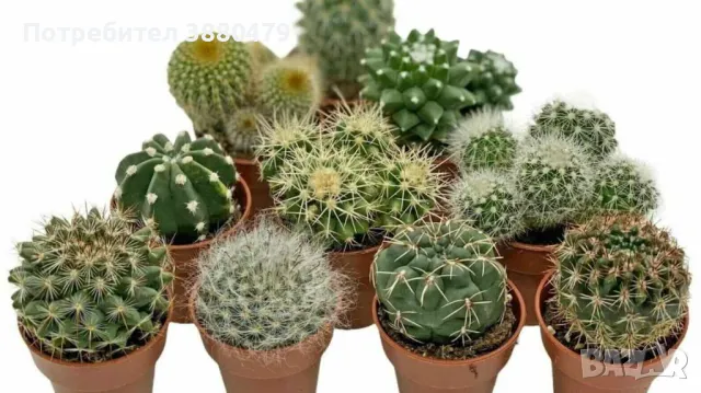кактуси от Малта, снимка 1