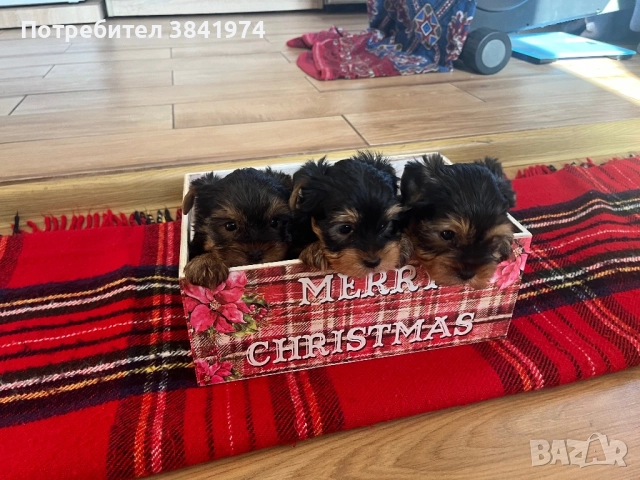 Йоркширски териер, снимка 3 - Йоркширски териер - 52511387