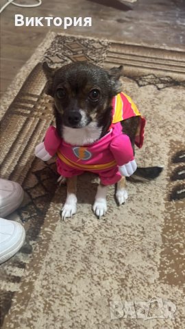 Кучешки костюм Супермен!- Superman / Bathman / Wonder woman/Super Power, снимка 6 - За кучета - 42611193