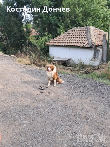 Продавам Бордер коли , снимка 1