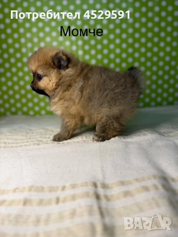 Померан померанче померанчета померани, снимка 4 - Померан - 52952674