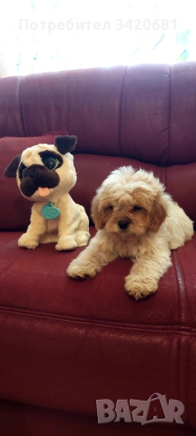 Кавапу , снимка 2 - Кавалер кинг чарлз шпаньол - 54160251