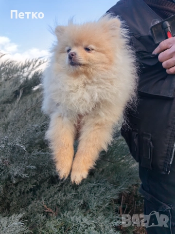 Мини померан