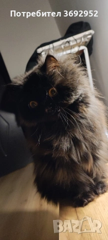 Подарявам персийски котарак, снимка 5 - Персийска - 53931885