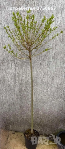 🌿🩷🌱 Японска пъстролистна върба - salix integra hakuro nishiki, снимка 7 - Градински цветя и растения - 54119208