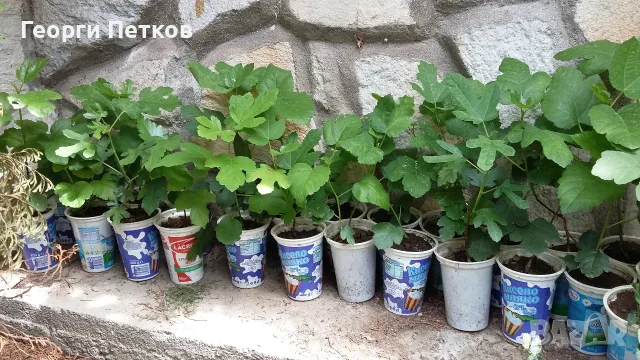 Смокини разсад в кофичка.