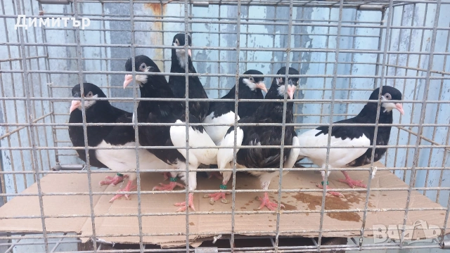 Продавам гълъби Ямболски Акмани 