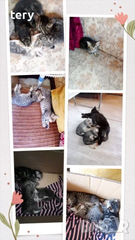 Котенца -пухчета на промоция , снимка 1