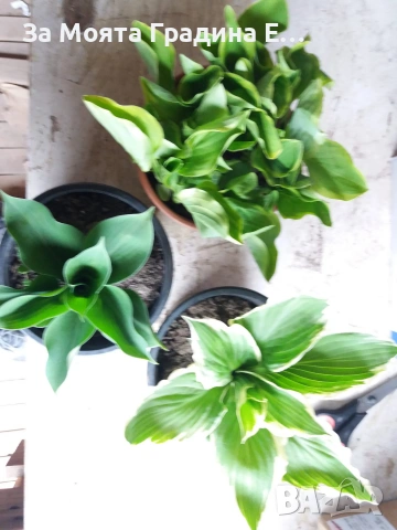 Хоста, снимка 8 - Градински цветя и растения - 54019920