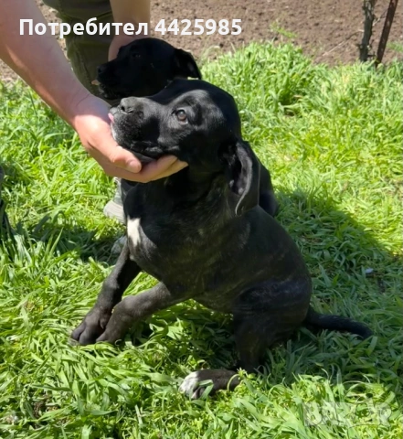 Cane Corso , снимка 8 - Кане корсо - 54327985