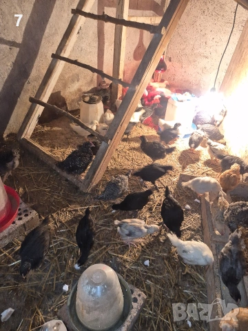 Селски пилета, снимка 3 - Кокошки и пуйки - 54053427