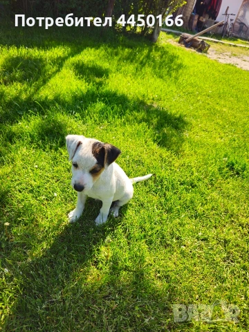 Малко кученце Джак ръсел, снимка 2 - Джак ръсел териер - 54344105