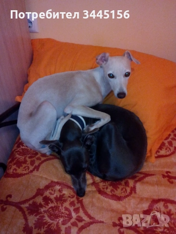 Левретка - Италианска хрътка