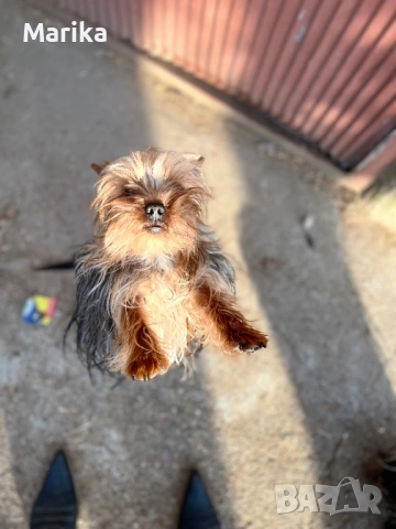 Йоркширски териер