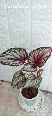 Бегония Salsa 