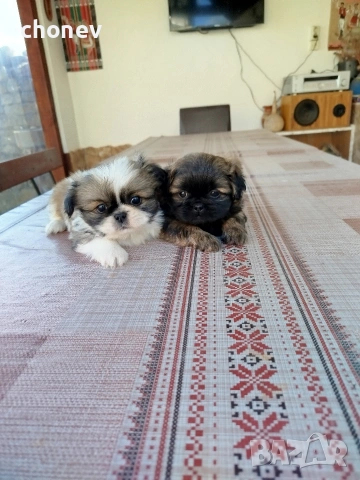 Пекинез , снимка 15 - Пекинез - 52281331