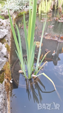 Продавам растения Жълт воден ирис, снимка 3 - Градински цветя и растения - 45382578