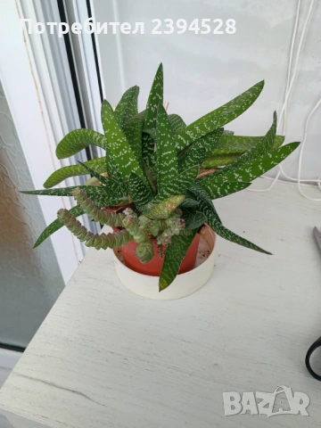 Продавам сукуленти комплект