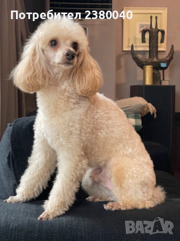 Мини пудели, женски, снимка 3 - Пудели - 53940833