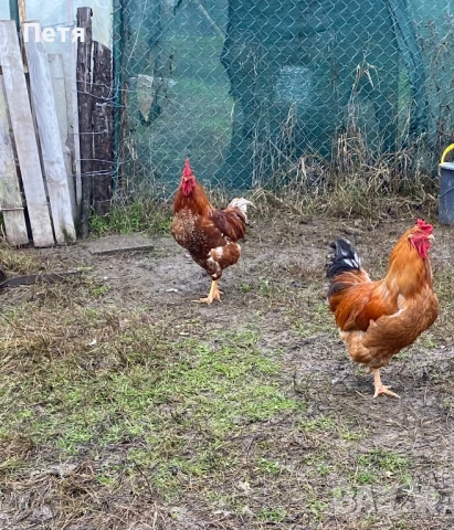 Петлета на 6 месеца, снимка 3 - Кокошки и пуйки - 53156755