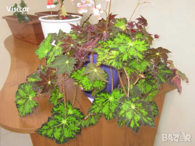 Canon PowerShot A1200  -  12.1мРх, снимка 14 - Фотоапарати - 54298934