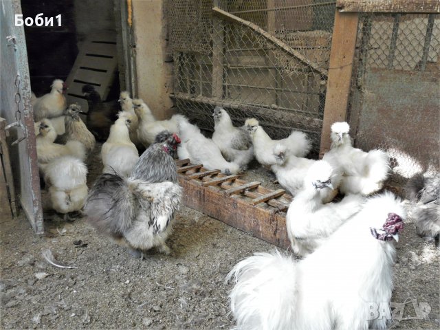 Яйца от копринки, снимка 4 - Кокошки и пуйки - 28681077