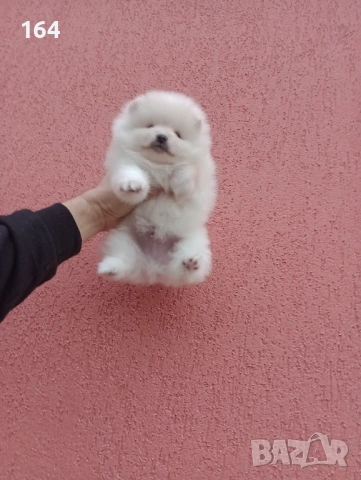 Мъжки и женски бели Померани. Реални снимки от 05.01.26 г. , снимка 4 - Померан - 53010188