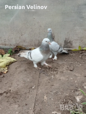 Продавам гълъби *, снимка 7 - Гълъби - 52367362