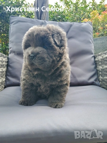 Чистокръвни Чау Чау , снимка 7 - Чау Чау - 53014484