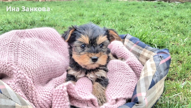 родени на 11.02 с поставена първа ваксина, снимка 2 - Йоркширски териер - 54058450