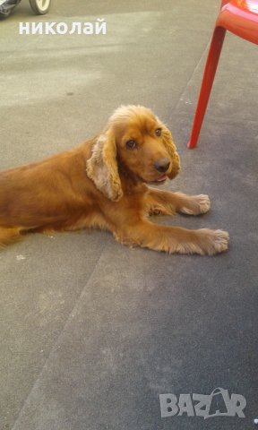 Мъжки кокер шпаньол за разплод, снимка 4 - Кокер шпаньол - 33937114