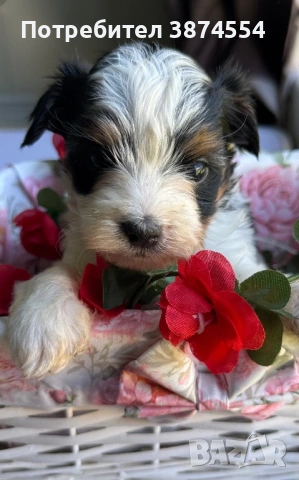 Бивер момиче, снимка 3 - Йоркширски териер - 54335180