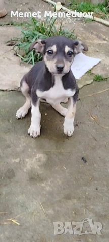 Пинчери Момче и момиче , снимка 4 - Пинчер - 52918894