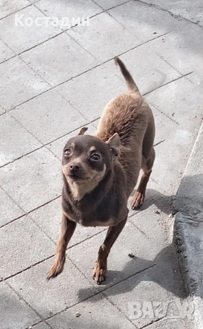 Чихуа пинчер , снимка 6 - Пинчер - 53896388