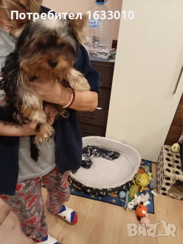 Йоркширски териер. Йорки., снимка 3 - Йоркширски териер - 52286346