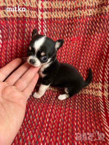 Чихуахуа , снимка 2 - Чихуахуа - 52482400