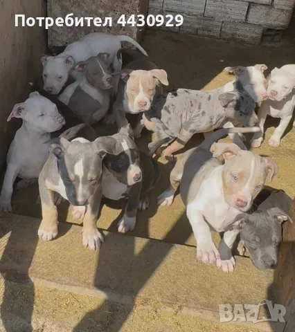 American Bully XL, снимка 7 - Американски стафордширски териер - 56317527